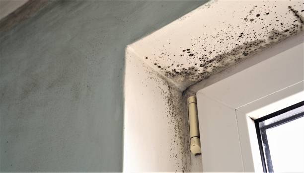 Best Airborne Mold Testing  in Glastonbury Center, CT