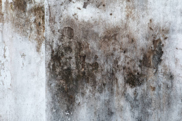 Best Water Damage & Mold Remediation  in Glastonbury Center, CT