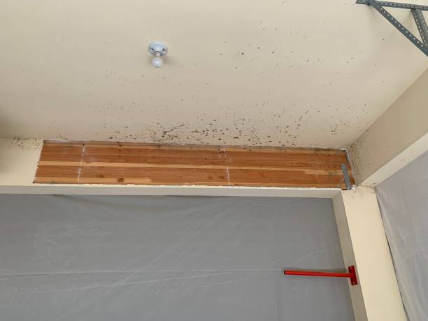 Best Comprehensive Air Testing for Mold Contaminants  in Glastonbury Center, CT