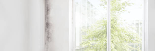 Best Mold Documentation for Insurance Claims  in Glastonbury Center, CT