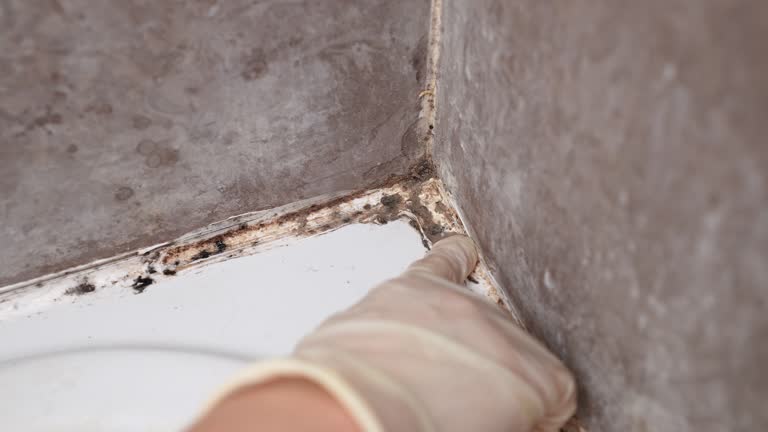 Best Dehumidification Services  in Glastonbury Center, CT